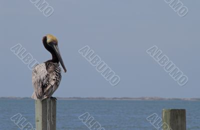 Perched Pelican Perched Pelican