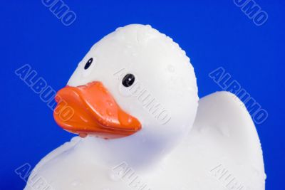 Rubber duck covered with water drops.