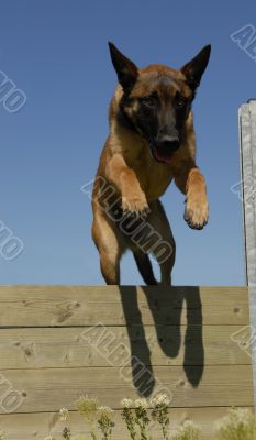 jumping malinois