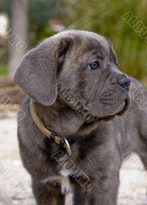 puppy italian mastiff