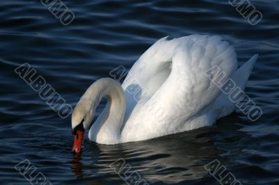 Graceful white swan on a water of lake