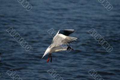 seagull is in flight and blue water