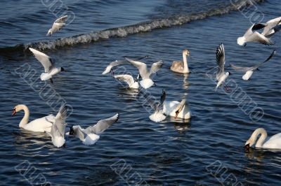 lot of seagull and swans in the water of gulf