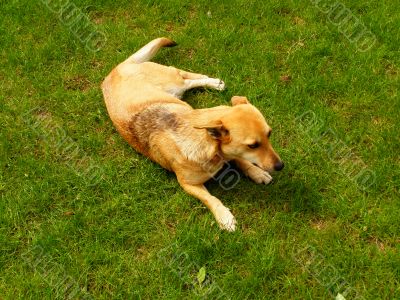 a dog lies on a grass