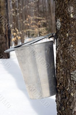 Droplet of maple sap ready to fall into a pail