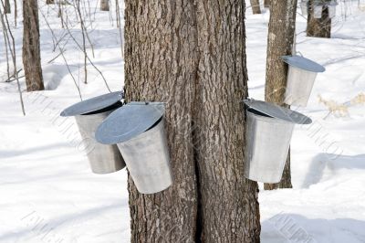 Metal pails for collecting maple sap
