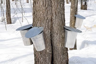 Metal pails for collecting maple sap Metal pails for collecting maple sap