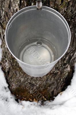 Bucket on a tree filled with maple sap