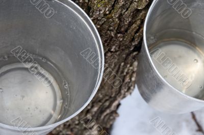 Maple sap in buckets attached to a tree