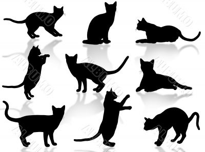 Cats silhouette