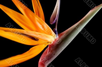 Bird Of Paradise Bird Of Paradise
