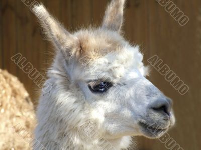 Llama Llama