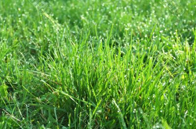 Dew on grass