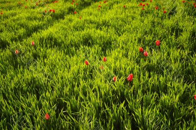 Field of tulips