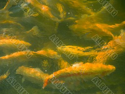 Trout background Trout background