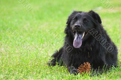 Labrador Mix