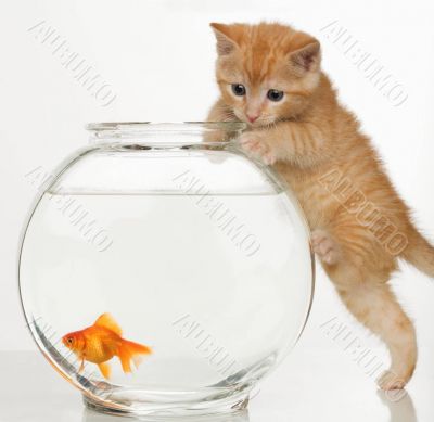 A kitten and a gold-fish