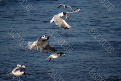 lot of white beautiful seagulls above water fighting