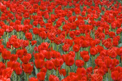 Field of red tulips