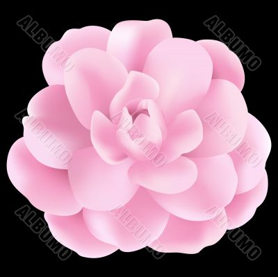 Pink Flower