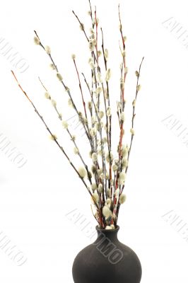 Willow Willow