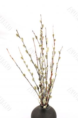 Willow Willow
