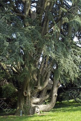 Big old tree Big old tree
