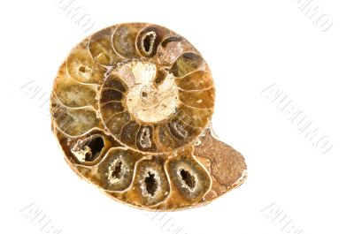 ammonites ammonites