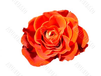 Red Rose Red Rose