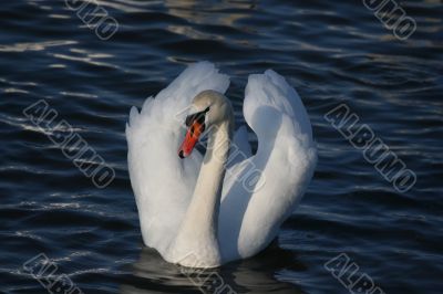 Graceful white swan on a water of lake