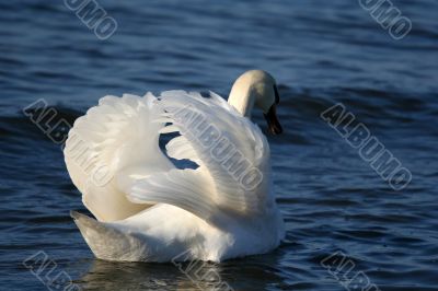 Graceful white swan on a water of lake