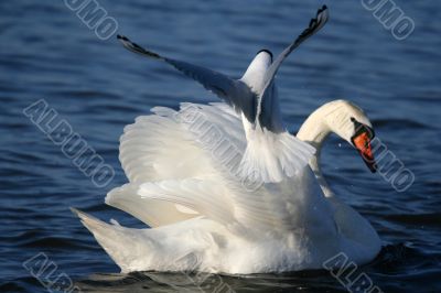 Graceful white swan on a water of lake and seagull
