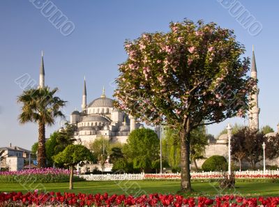 Blue Mosque 3