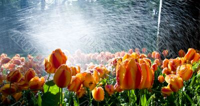 Tulips against spray
