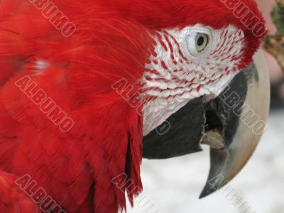 red parrot