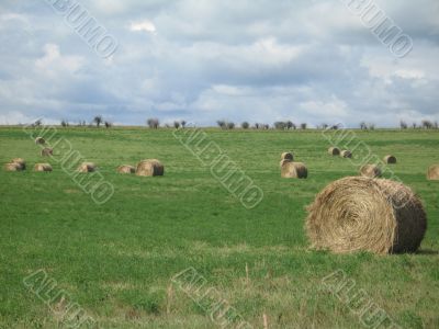 bales of hay in a field
