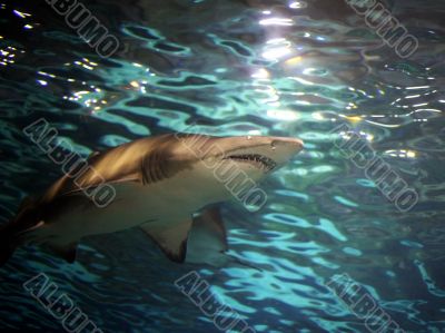 Swimming shark