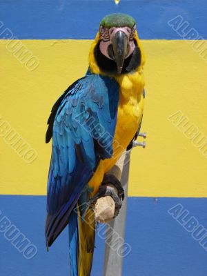 Striking Blue and Yellow Parrot