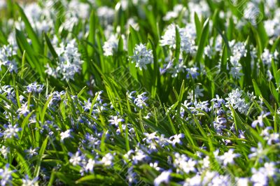 Glory-of-the-Snow (Chionodoxa forbesii)