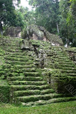 Tropical maya stairs