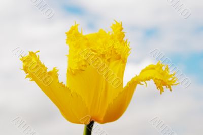 Yellow tulips