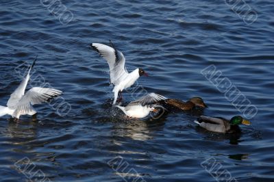 seagulls are eating and fighting in water