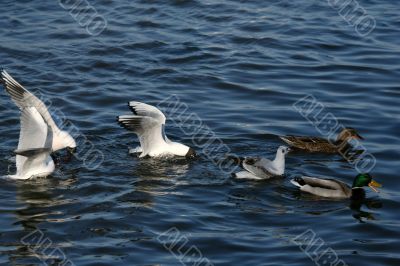 seagulls are eating and fighting in water