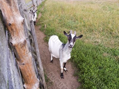 Goat in a shelter