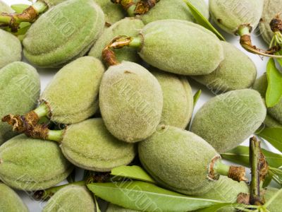 Crop of young unripe almonds nuts