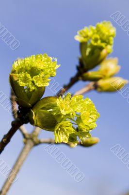 Maple in the spring Maple in the spring