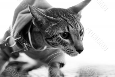 Cat pedigree oriental with breast band, monochrome Cat pedigree oriental with breast band, monochrome