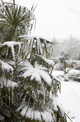 Snowy Palm