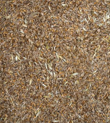 Grain of wheat Grain of wheat