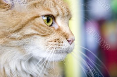 Cat red Maine Coon with green eyes Cat red Maine Coon with green eyes